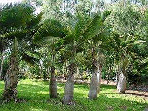 bottle Palms