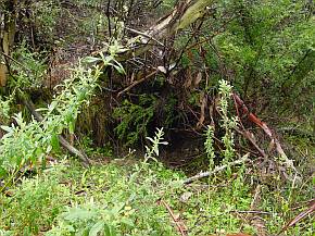 Eingang einer Wombat-Höhle