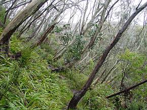 gezeichnet durch das Wetter standen die Bume alle so schief