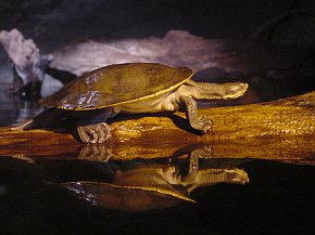 Wasserschildkröte (bei den Bitter Springs gesichtet)